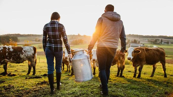 A couple is feeding a herd of cows on a farm as the sun is setting